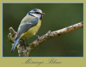 Les oiseaux de Pechabou, la mésange bleue @ Jacques Delpech