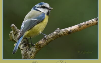 Les oiseaux Pechabboliens