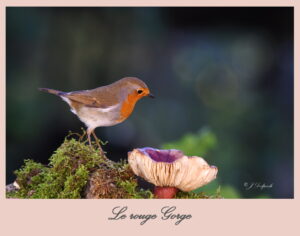 Les oiseaux de Pechabou, le rouge gorge torchepot @ Jacques Delpech