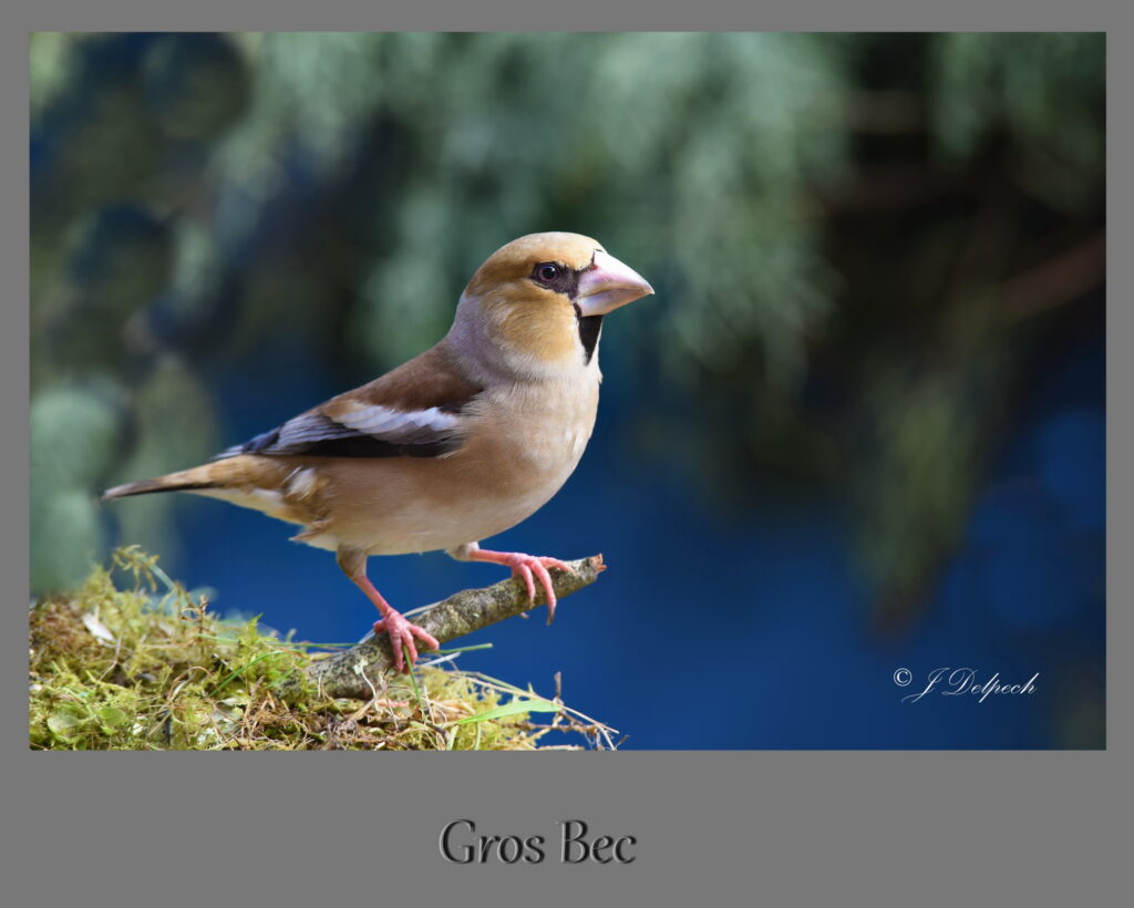 Les oiseaux de Pechabou, le gros bec @ Jacques Delpech