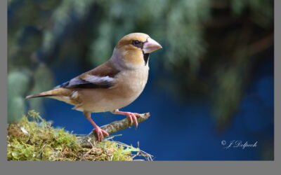 Les oiseaux Pechabboliens S1-E2