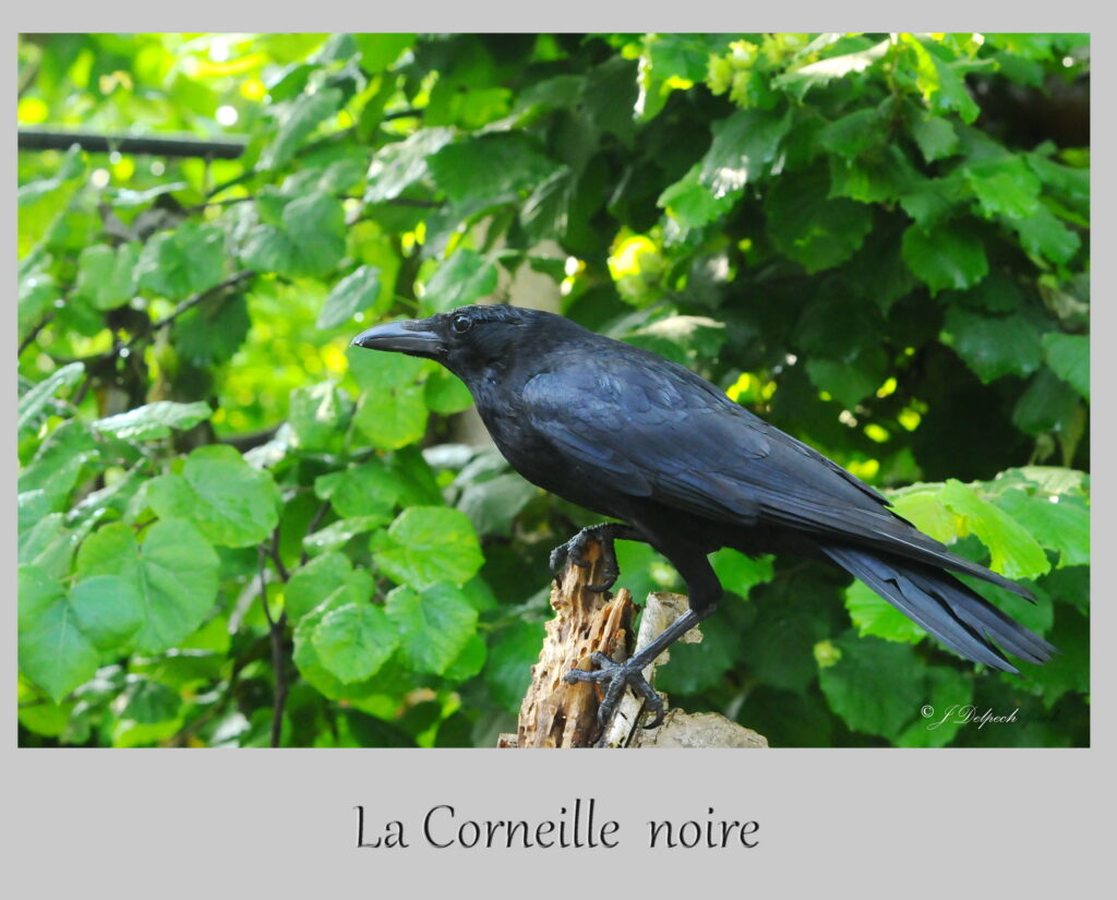 Les oiseaux de Pechabou, la corneille noire @ Jacques Delpech