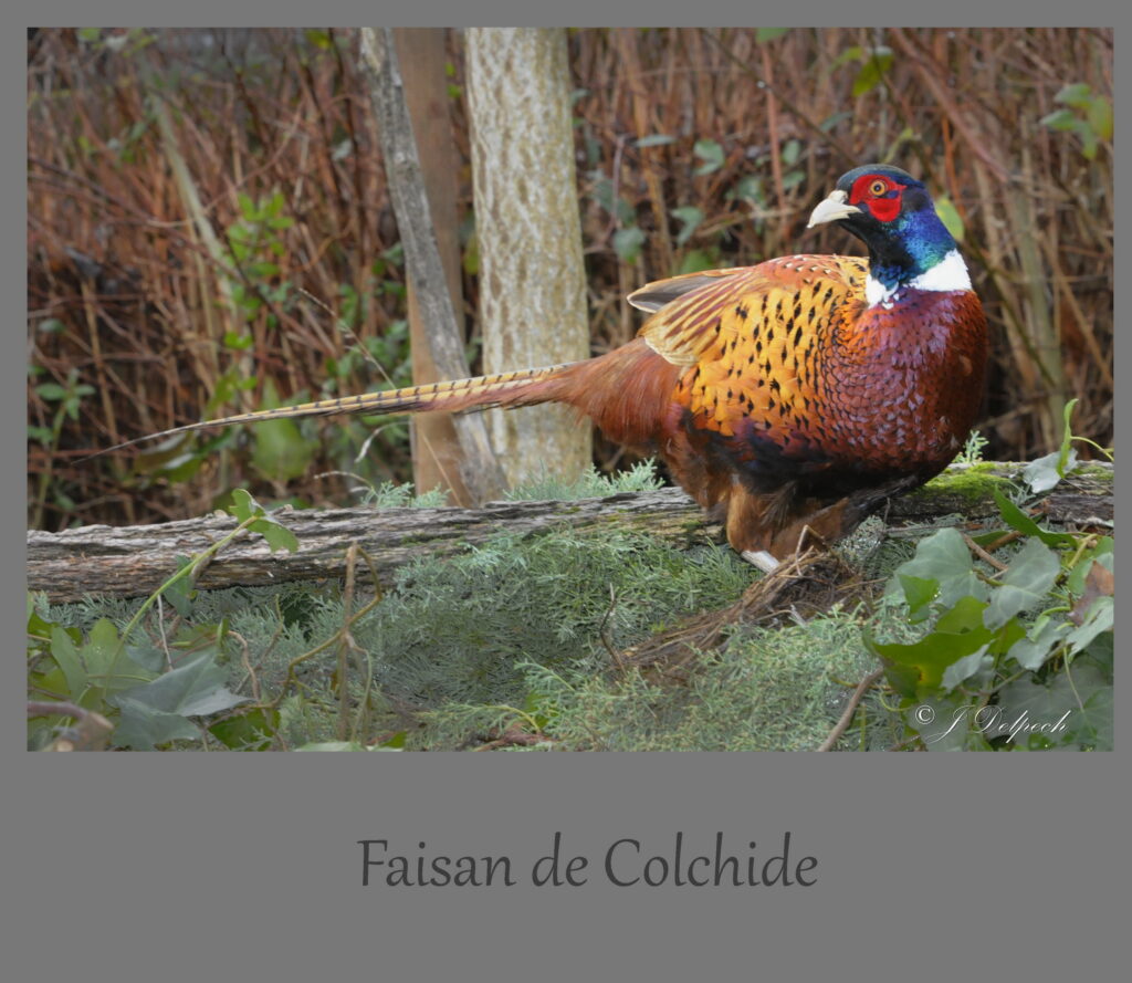 Les oiseaux de Pechabou, le faisan @ Jacques Delpech