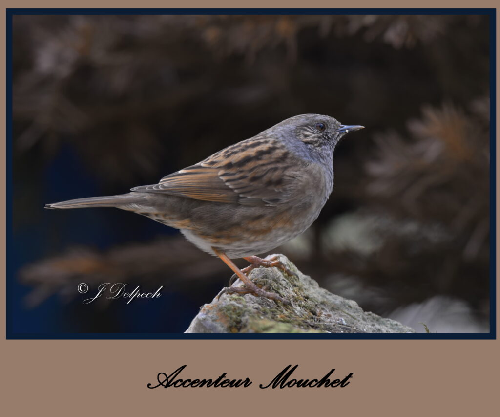 Les oiseaux de Pechabou, l'accenteur mouchet @ Jacques Delpech