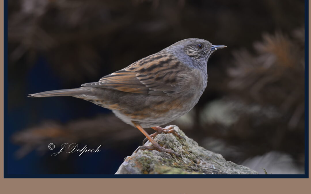 Les oiseaux pechabboliens S1-E3