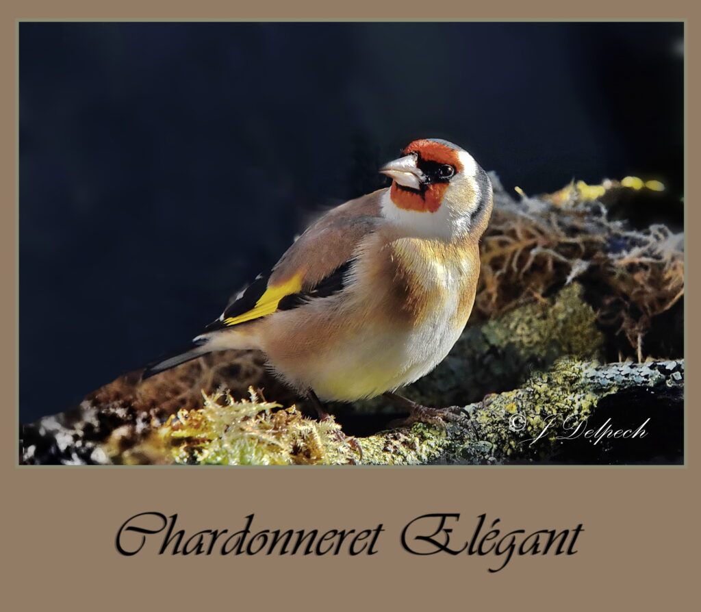 Les oiseaux de Pechabou, le chardonneret élégant @ Jacques Delpech