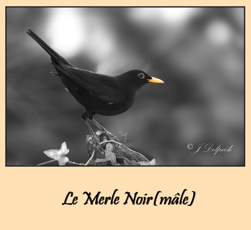 Les oiseaux de Pechabou, le merle noir @ Jacques Delpech